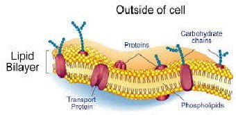 Membrane-structure