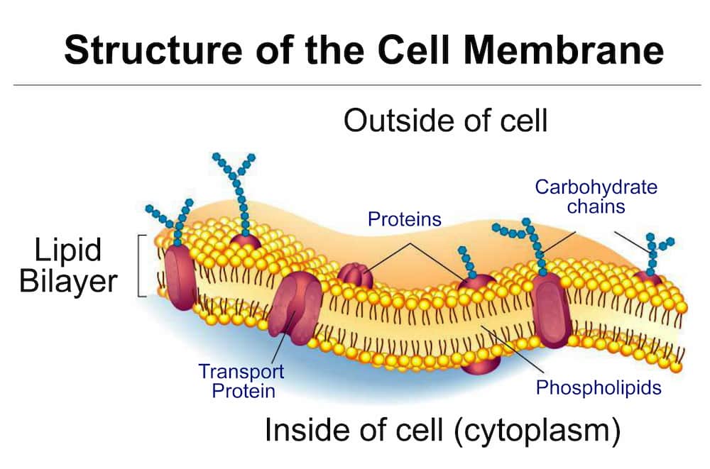Cell-Plasma