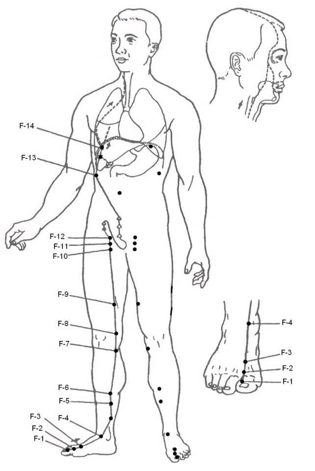 liver meridian