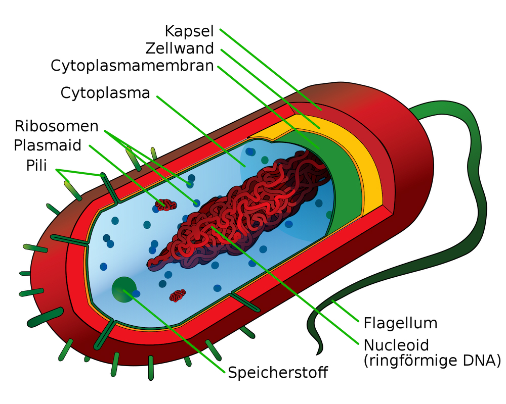 prokaryote_cell